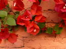 lesser bougainvillea, Four-O